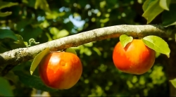 خیلی خیلی کوچک (2) (همسایه مردم آزار)